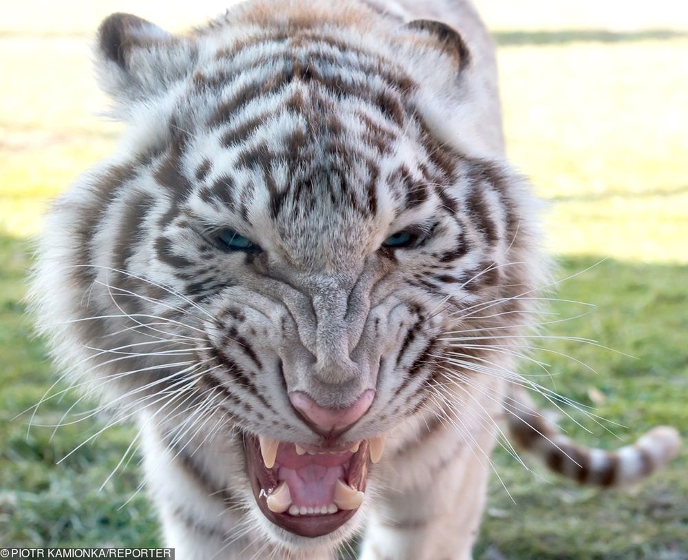 Biały tygrys zagryzł opiekuna. Rodzina zmarłego prosi o litość dla zwierzęcia