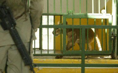 Bagdadzkie zoo znowu wita gości