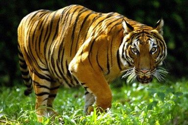 Tygrys najbardziej lubianym zwierzęciem na świecie