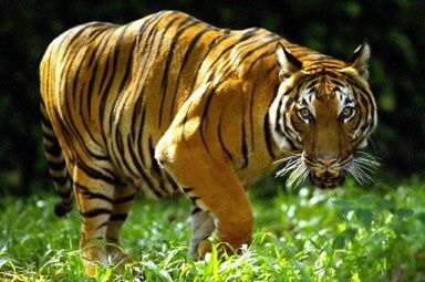 Tygrys najbardziej lubianym zwierzęciem na świecie
