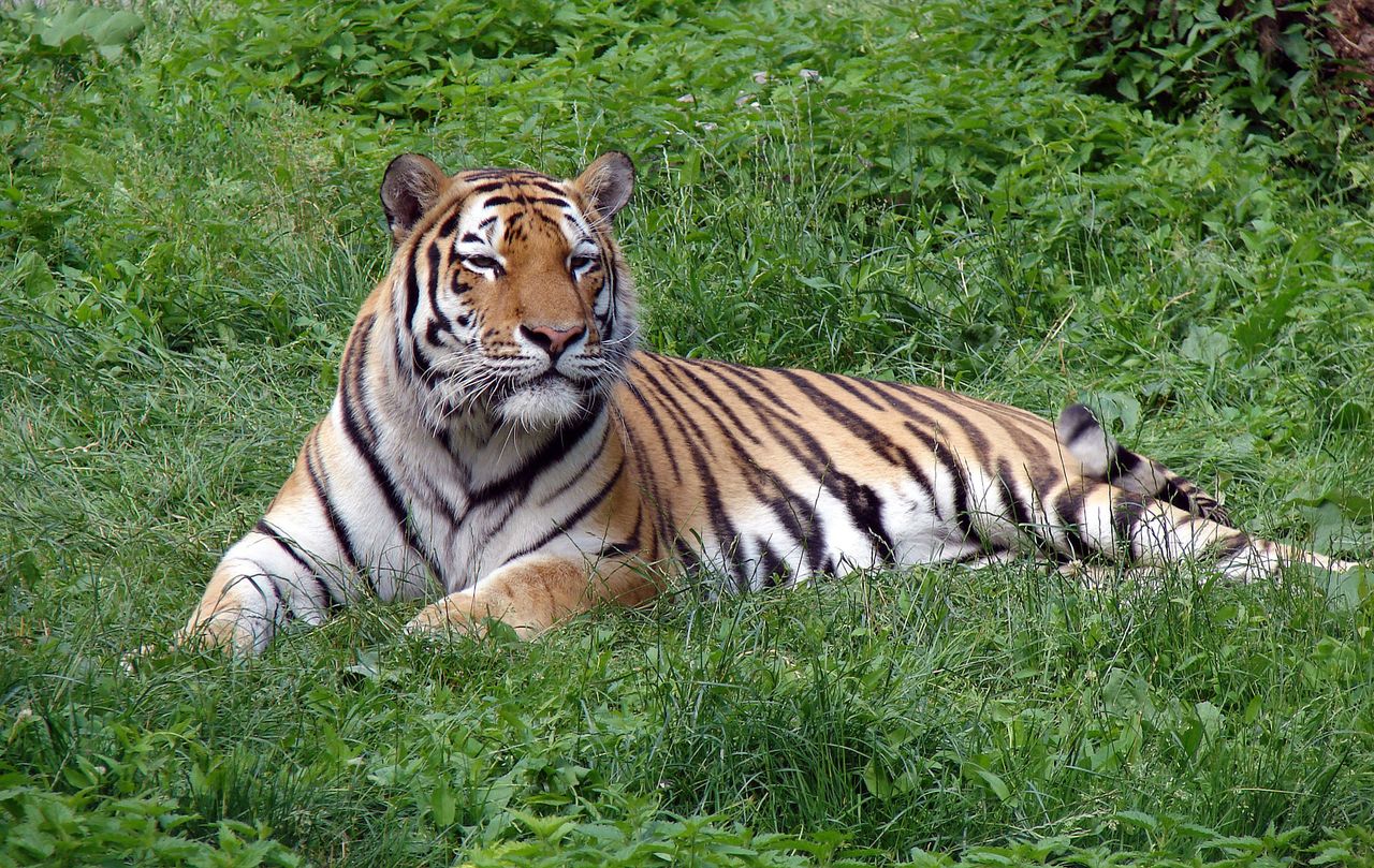 Tygrys syberyjski zaatakował opiekunkę w rosyjskim ZOO. Kobieta walczy o życie