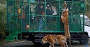 Zoo zamyka odwiedzających w klatkach. Zwierzęta wędrują swobodnie