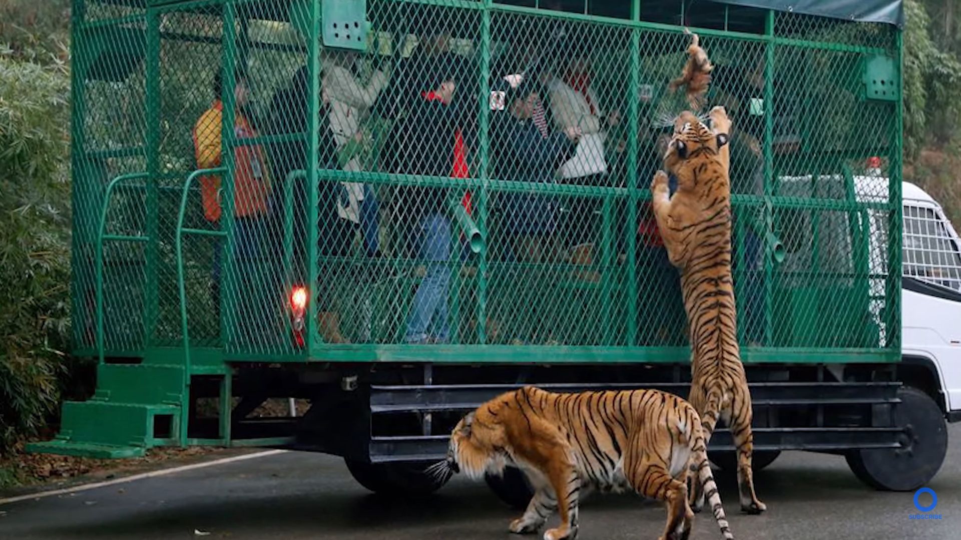 Zoo zamyka odwiedzających w klatkach. Zwierzęta wędrują swobodnie