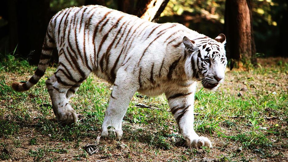 Białe tygrysy są osobliwością poszukiwaną przez ogrody zoologiczne.
