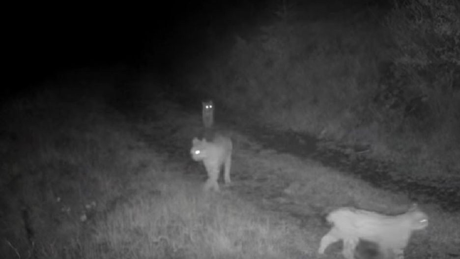 Rysie prowadzą nocny tryb życia, "na żywo" trudno je zobaczyć