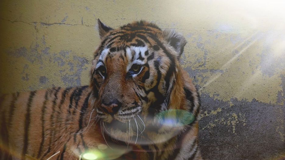 Poznań. Tygrys Gogh po przejściu operacji przewodu pokarmowego czuje się lepiej