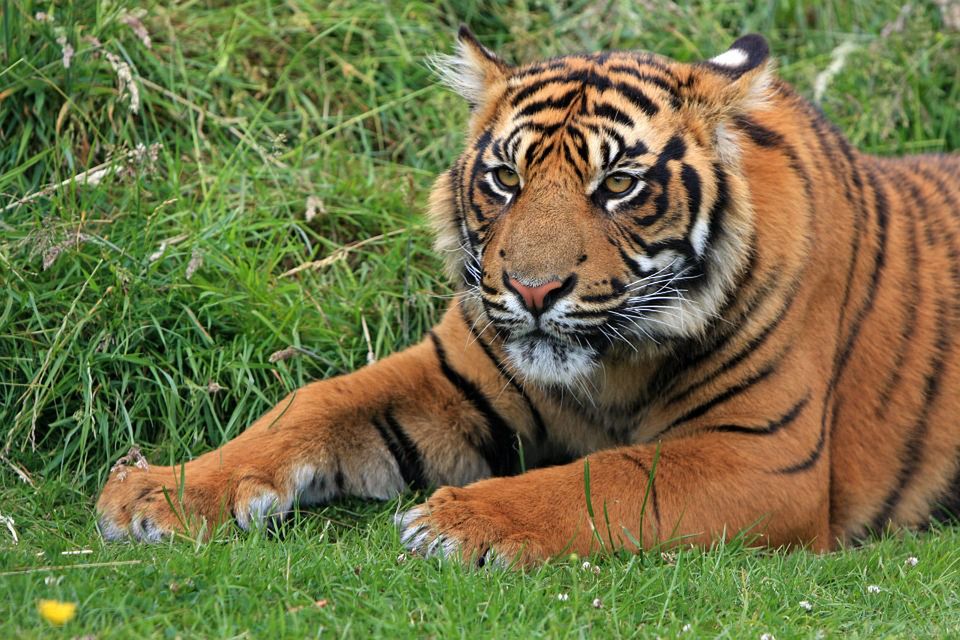 Ostatnie dzikie tygrysy mogą wyginąć przez źle zaprojektowaną drogę