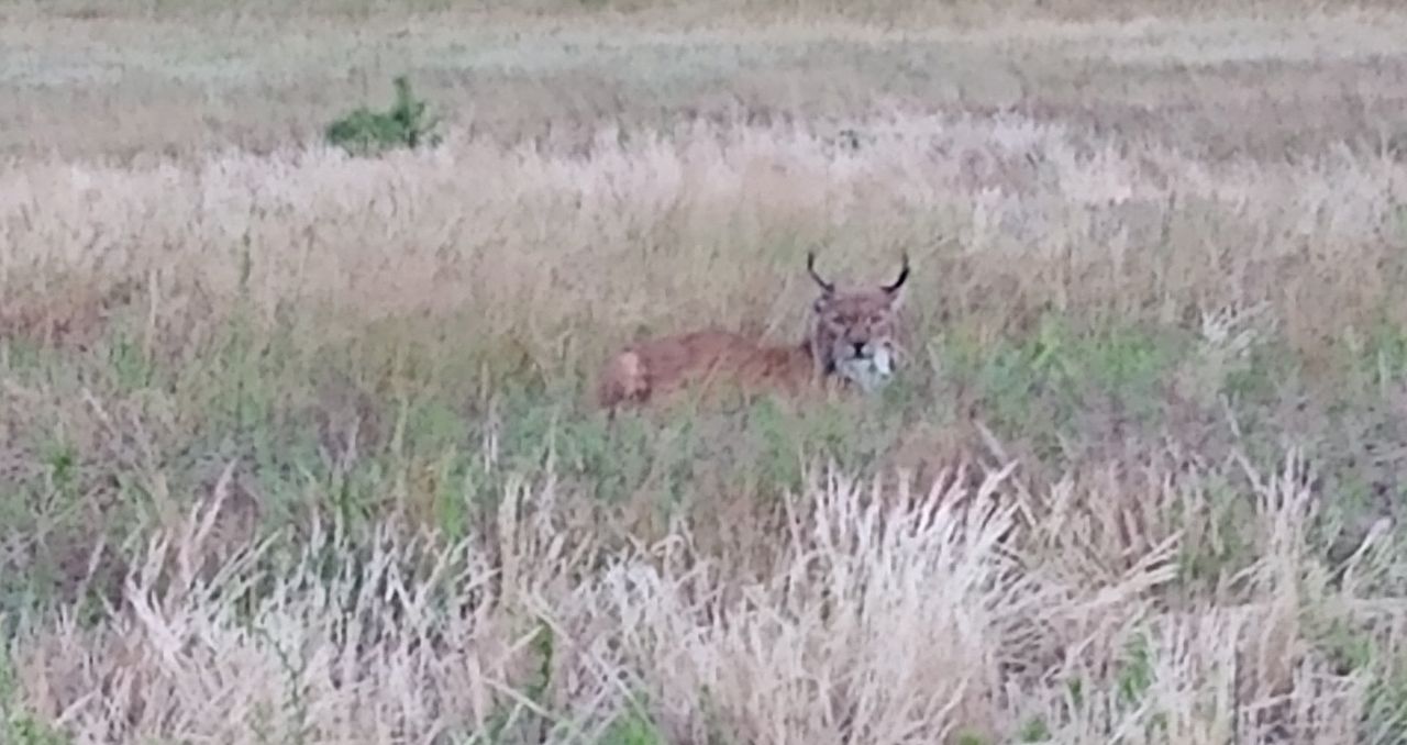 "Pantera polskich lasów". Nieczęsto można ją spotkać w naszym kraju