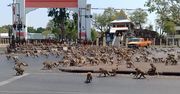 Koronawirus przepędził turystów. Setki małp biją się o jedzenie w Tajlandii
