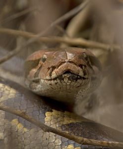 Kilkumetrowy pyton nad Wisłą. Mamy komentarz polskiego "łowcy węży"
