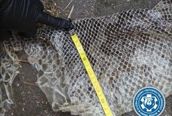 Pyton nad Wisłą, policja ostrzega mieszkańców. W tym miejscu trzeba bardzo uważać