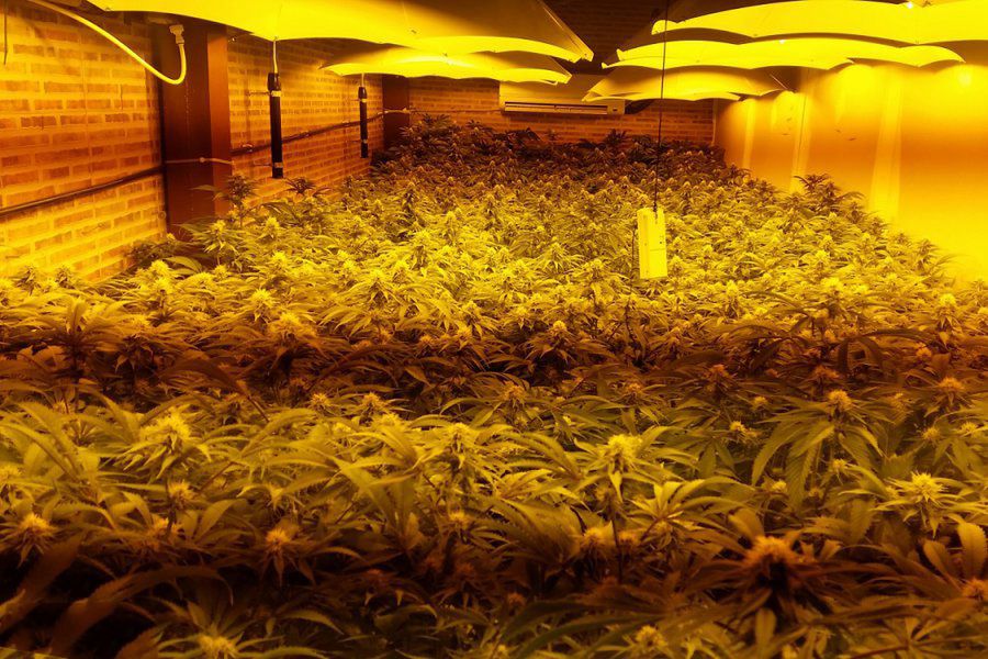 Przemycali marihuanę w warzywach