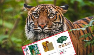 Sproszkowane części tygrysa w produktach z Chin. Nielegalny i przerażający handel