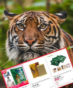 Sproszkowane części tygrysa w produktach z Chin. Nielegalny i przerażający handel