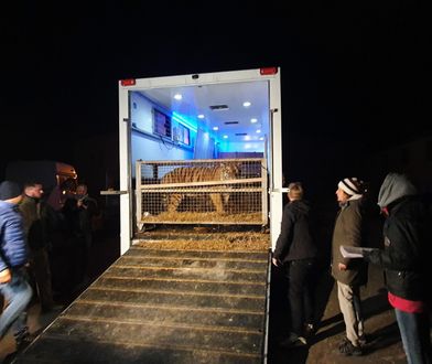 Poznań. Rzeczniczka zoo o tygrysach. "Jesteśmy przekonani, że doszło do przemytu"