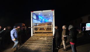 Poznań. Rzeczniczka zoo o tygrysach. "Jesteśmy przekonani, że doszło do przemytu"
