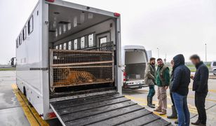 Dramat tygrysów na granicy polsko-białoruskiej. Jest nadzieja dla zwierząt