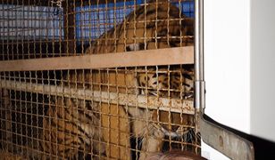 Tygrysy uwięzione na granicy. 32-letni Rosjanin, organizator transportu, usłyszy zarzuty