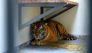 Tygrysy z poznańskiego zoo wyjadą do Hiszpanii. Weterynarz z zarzutem