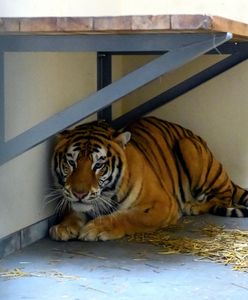 Tygrysy z poznańskiego zoo wyjadą do Hiszpanii. Weterynarz z zarzutem