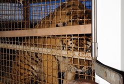 Tygrysy uwięzione na granicy. 32-letni Rosjanin, organizator transportu, usłyszy zarzuty