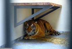 Tygrysy z poznańskiego zoo wyjadą do Hiszpanii. Weterynarz z zarzutem