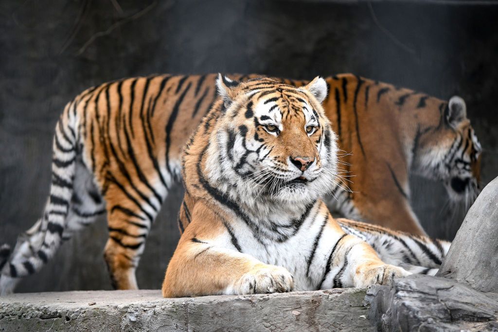 Tigers live at a rehabilitation centre for wild animals in Vasylivka, Zaporizhzhia Region, southeastern Ukraine, February 12, 2019. The centre is home to discarded exotic pets and animals that once entertained audiences in circuses. Recently, Vasylivka welcomed new residents - inhabitants of a private zoo in Pokrovsk, Donetsk Region rescued from starvation and inhumane conditions. Ukrinform.