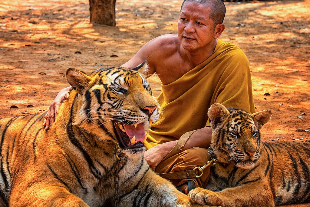 Połowa ze 147 uratowanych tygrysów nie przeżyła. Nawet nie miały szansy