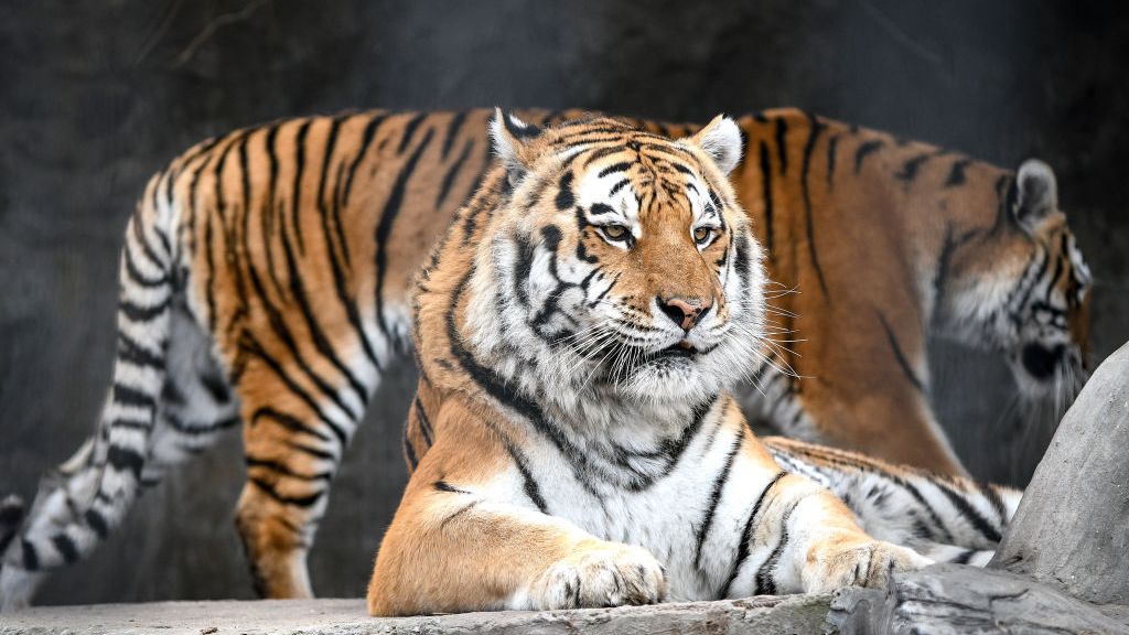 Tigers live at a rehabilitation centre for wild animals in Vasylivka, Zaporizhzhia Region, southeastern Ukraine, February 12, 2019. The centre is home to discarded exotic pets and animals that once entertained audiences in circuses. Recently, Vasylivka welcomed new residents - inhabitants of a private zoo in Pokrovsk, Donetsk Region rescued from starvation and inhumane conditions. Ukrinform.