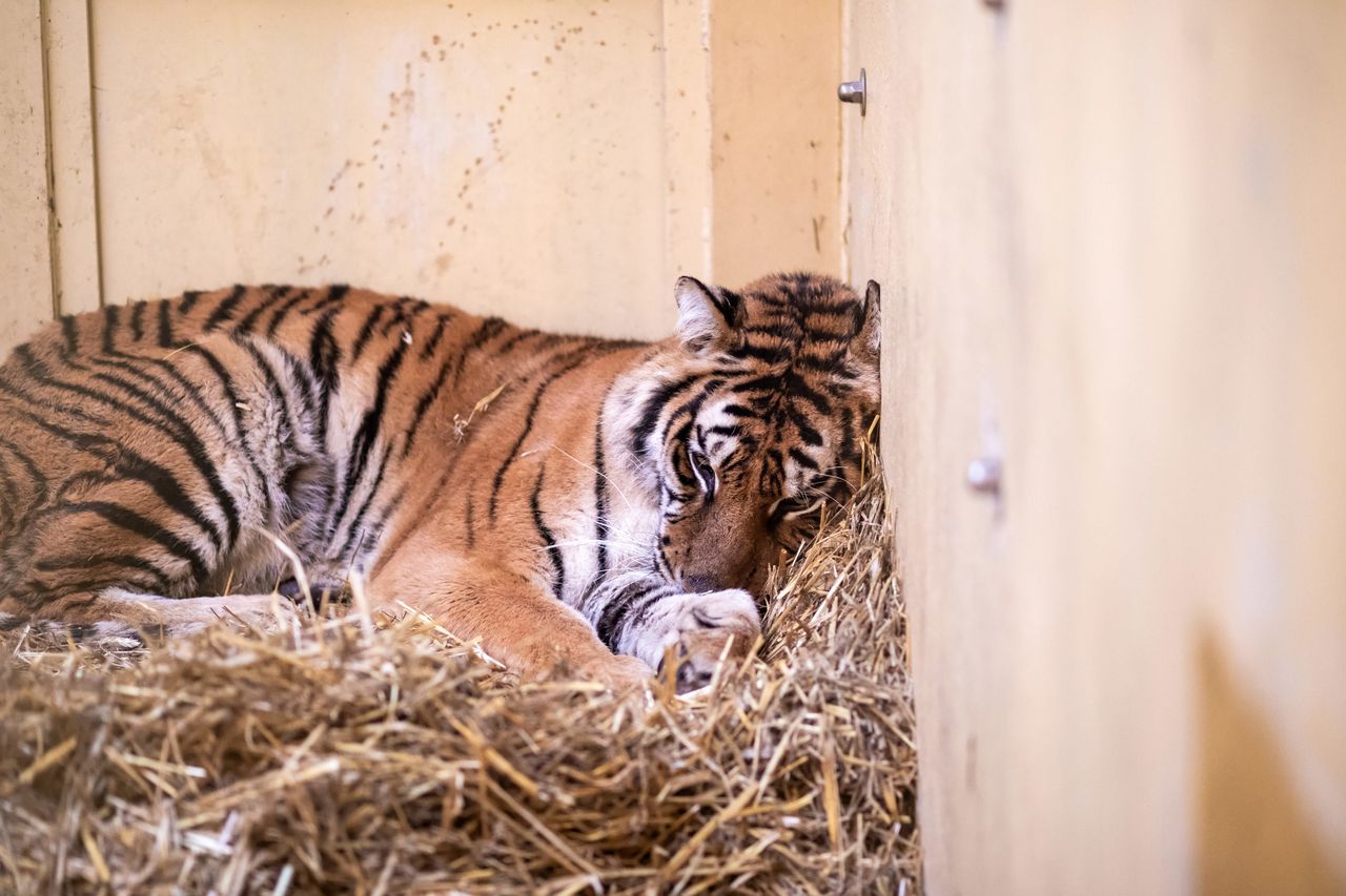 Tygrysy z poznańskiego zoo. Z pomocą ruszył Jurek Owsiak