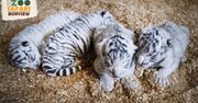 Czworaczki białego tygrysa przyszły na świat w zoo w Borysewie