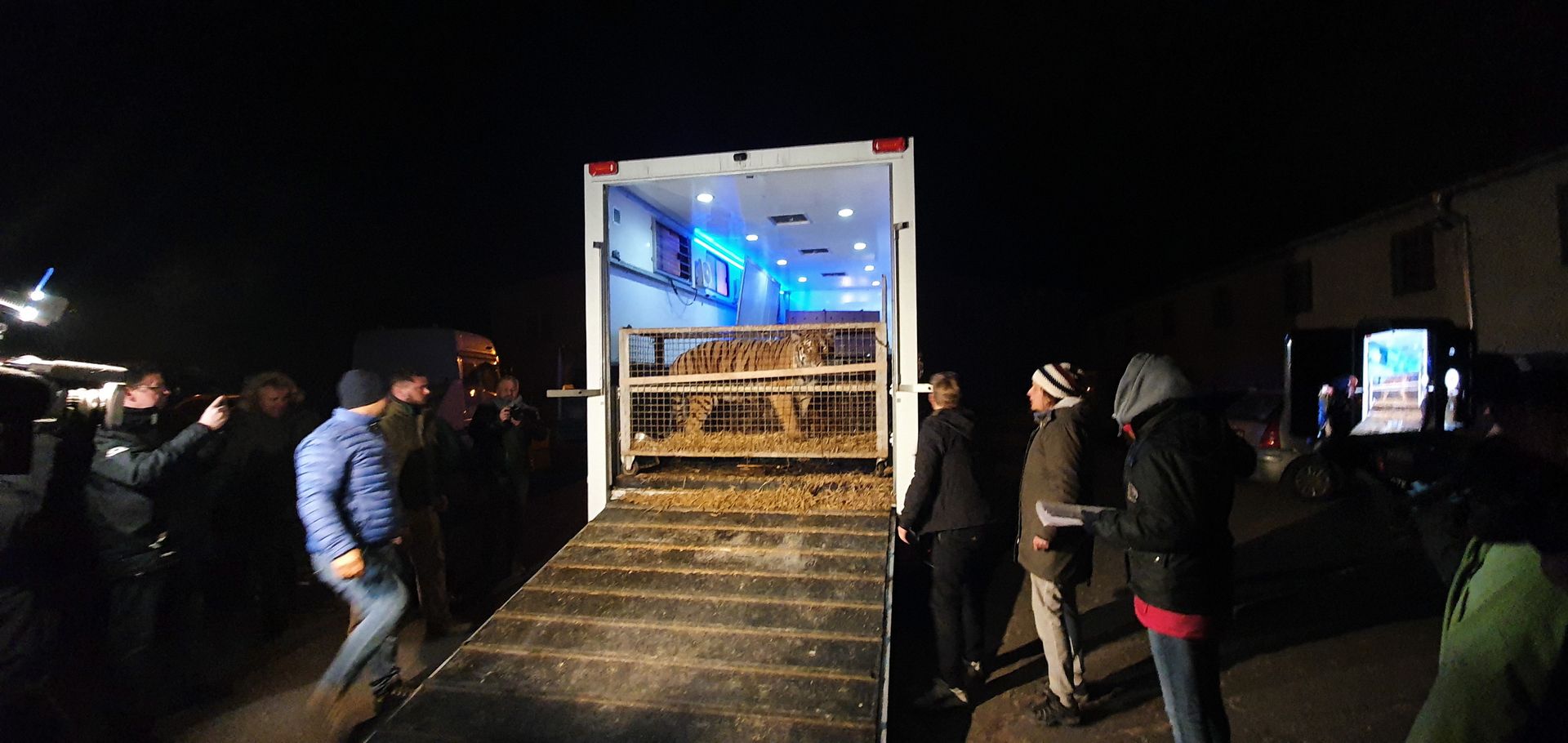 Tygrysy trafiły do zoo w Poznaniu i Człuchowie. Stan trzech z nich jest pod znakiem zapytania