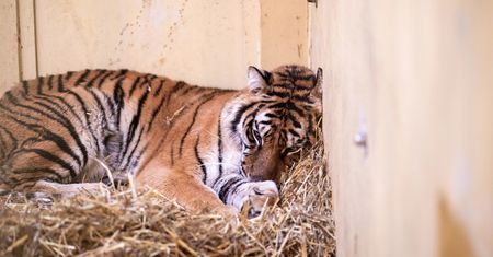 GIW o tygrysach: "stan zdrowia zwierząt nie budził wątpliwości". Zoo w Poznaniu ma nowe problemy