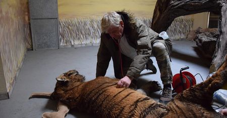 To on ruszył na ratunek tygrysom. Wystarczył jeden telefon. Zebrał ekipę i pojechał na granicę