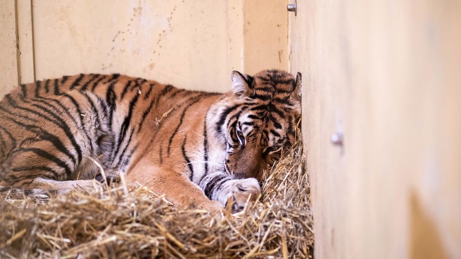 Tygrysy, które znalazły schronienie w poznańskim zoo, po donosie zostały poddane kwarantannie