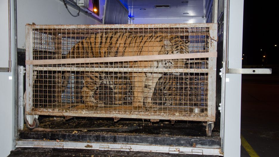Tygrysy utknęły na granicy polsko-białoruskiej. Są w ciężkim stanie, były przewożone w złych warunkach