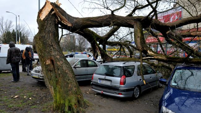 Samochody zmiażdżone przez drzewo, które wichura przewróciła w Szczecinie