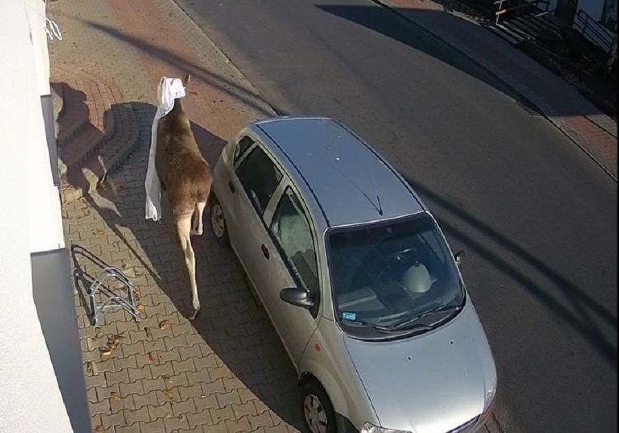 Łoś wskoczył do domu przez okno. Lokatorka trafiła do szpitala