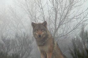 Leśniczy uratował wilczycę