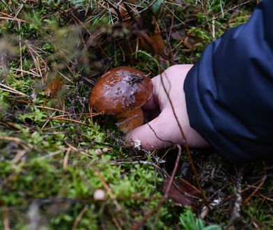Jeśli chcesz kupić grzyby w dobrej cenie, pędź na targ. Tak tanio dawno nie było
