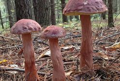 Inwazja borowika z USA. Może szkodzić polskim gatunkom, ale grzybiarze go uwielbiają