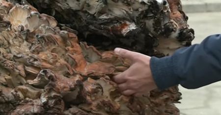 Wachlarzowiec olbrzymi - największy grzyb świata waży więcej niż dorosły człowiek [Wideo]