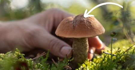 Mój dziadek przynosi do domu tylko zdrowe grzyby. Oto jego sekret