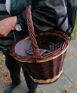 Polacy już nie chcą zarabiać na grzybach. "To szok, jak bardzo 500 plus ich rozpuściło"