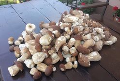 Wrocław - gdzie na grzyby w październiku 2019? Sprawdź, gdzie szukać grzybów na Dolnym Śląsku - grzybowa MAPA Dolnego Śląska