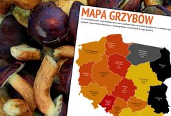 Gdzie na grzyby? Oto grzybowa mapa Polski