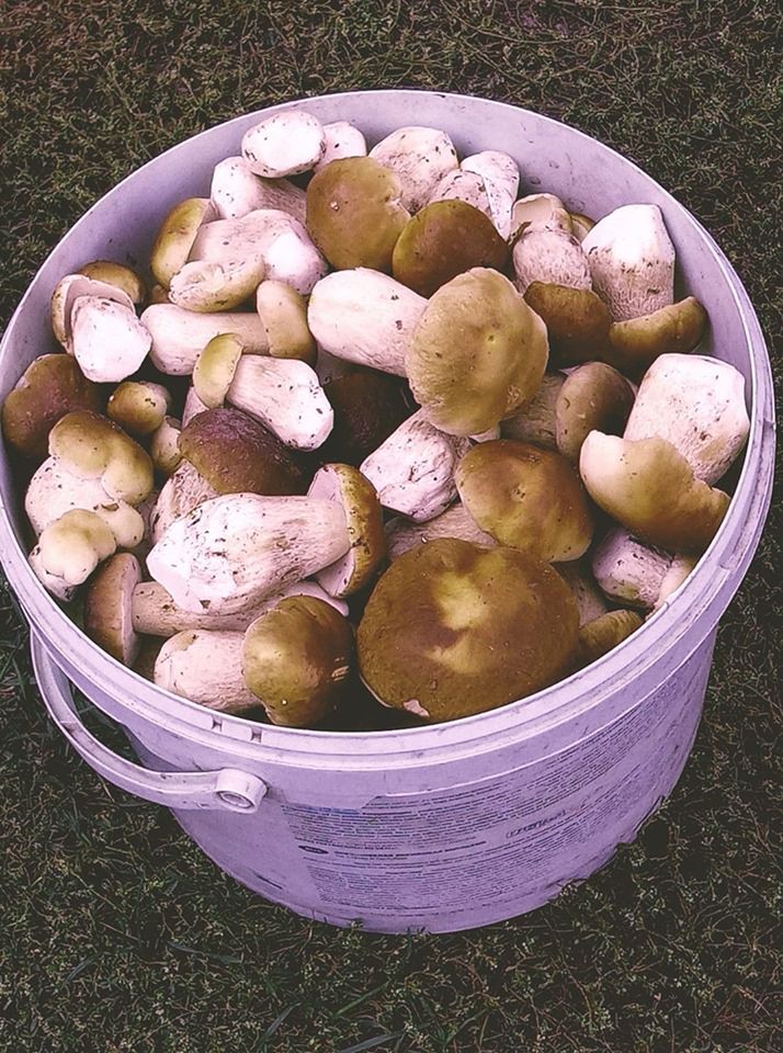 Grzyby naszych czytelników - dziejesie 