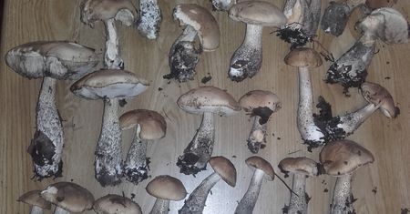 W lasach są już pierwsze grzyby. Mamy zdjęcia