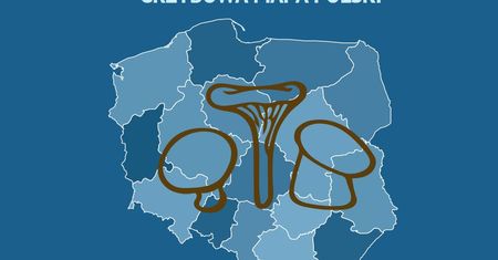 Gdzie na grzyby? Oto grzybowa mapa Polski. Tu masz największe szanse na duże zbiory