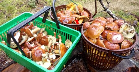 Korzystacie z wysypu grzybów w lasach? Uważajcie na mandaty